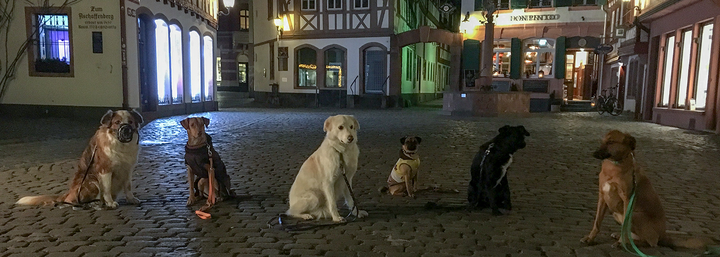 Hundetraining, Erziehung, Spielgruppen für Hunde und Welpentraining: die Angebote der Hundeschule Hund in Hand in Rheinhessen