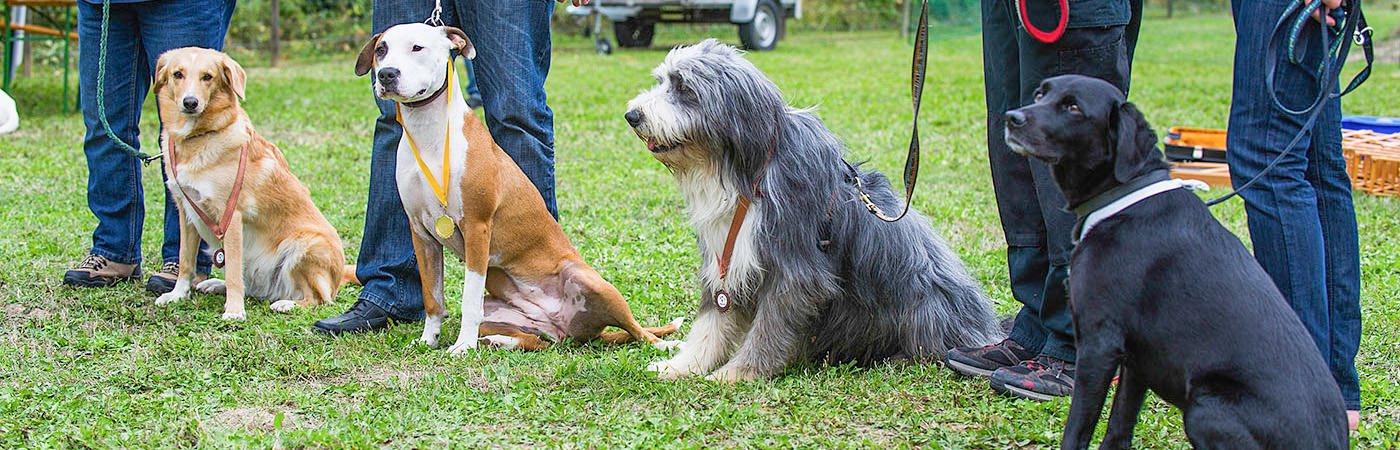 Hundetraining auf entspannte Art: Spielprogramm und Spaß-Training in der Hundeschule Hund in Hand in Rheinhessen